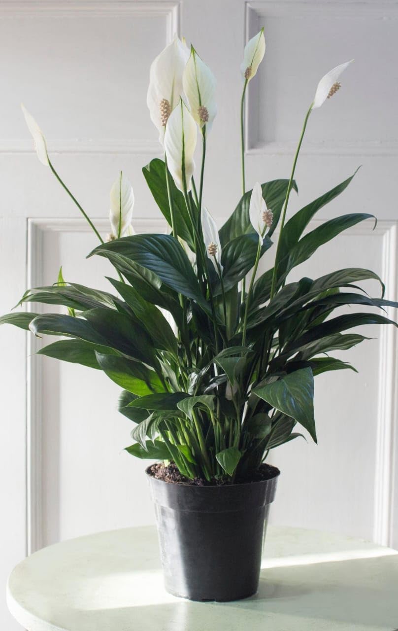 Maxi Peace Lily Booster-peace lily plant Growth Booster|specially